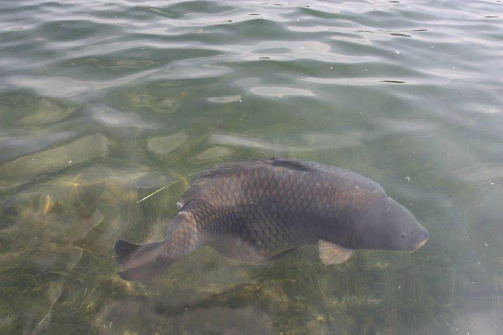 Saorma - 21362545087602193679278972970n.jpg